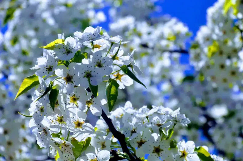 Maine Behavioral Healthcare